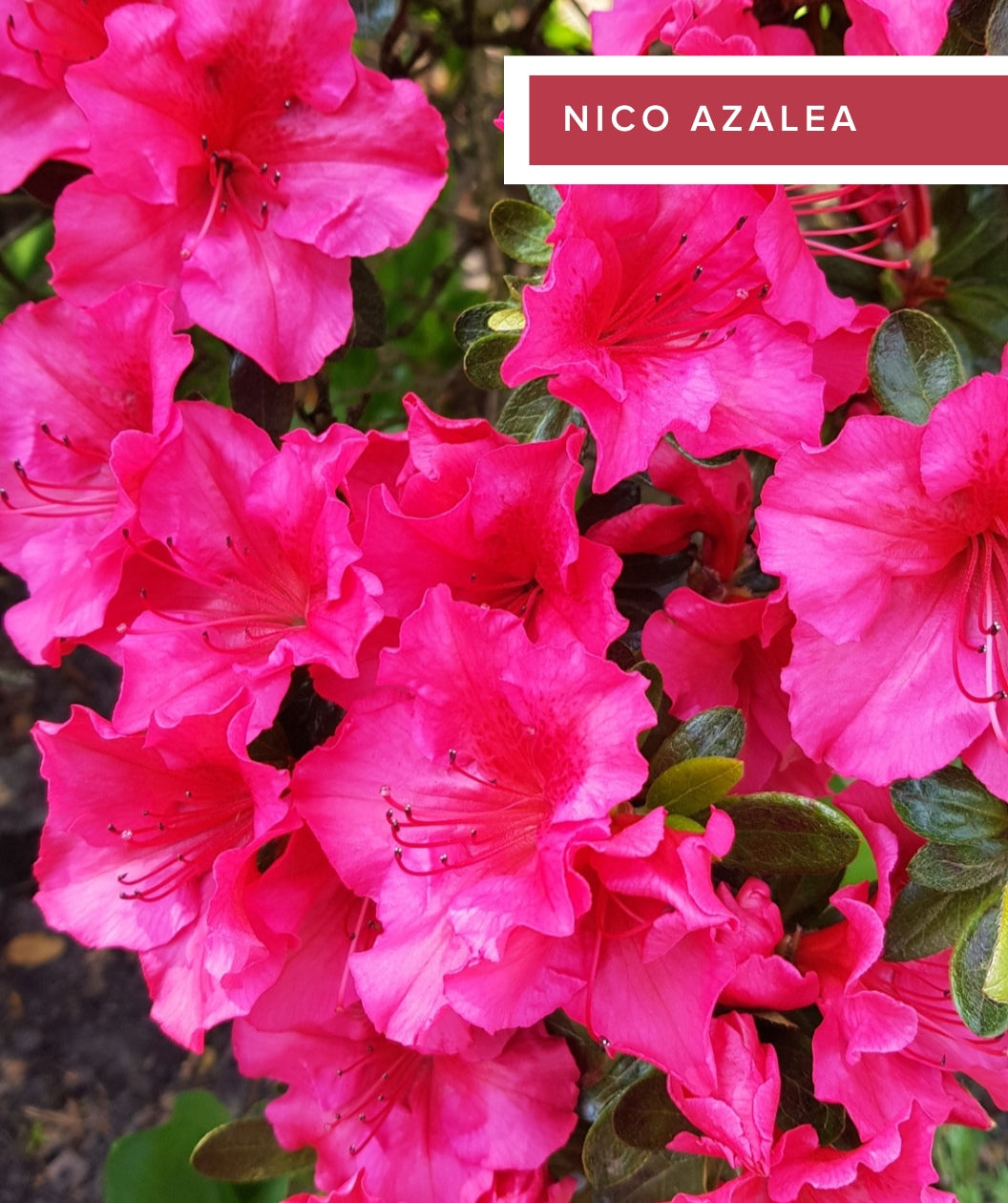 Evergreen Azaleas