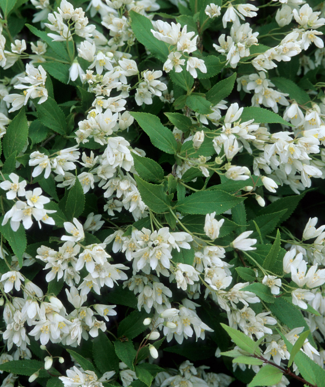 Nikko Deutzia