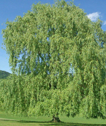 Niobe Golden Weeping Willow in landscape, showing off the weeping, graceful branches and green foliage