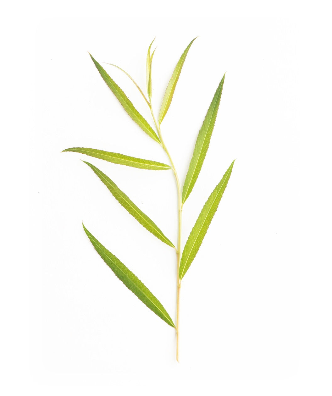 Niobe Golden Weeping Willow long, green leaves on a white background