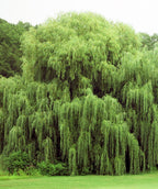 Niobe Golden Weeping Willow in landscape, showing off the weeping, graceful branches and green foliage