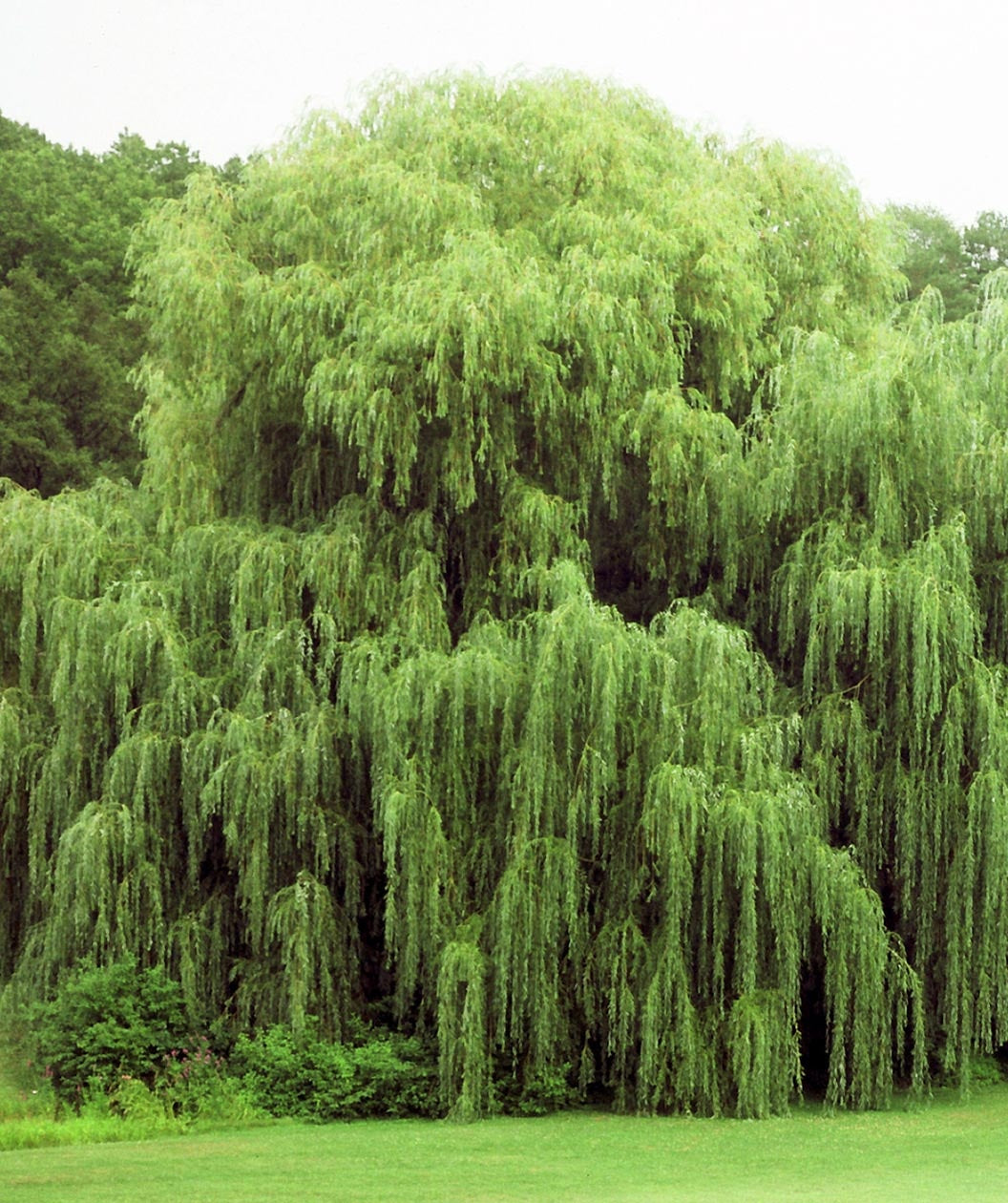Niobe Golden Weeping Willow in landscape, showing off the weeping, graceful branches and green foliage