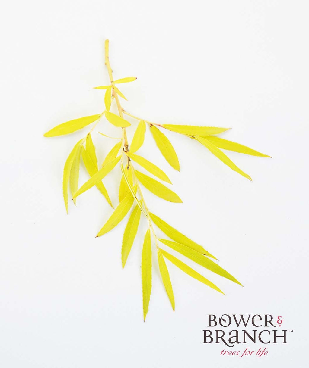 Niobe Golden Weeping Willow yellow fall leaves on white