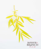 Niobe Golden Weeping Willow yellow fall leaves on white