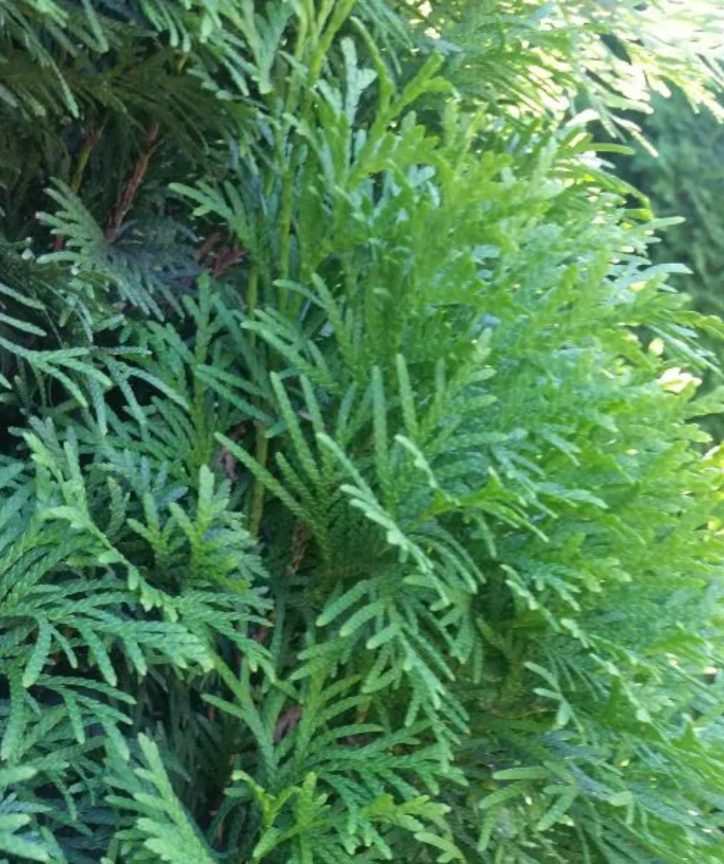 Close up of North Pole Arborvitae foliage, soft green evergreen foliage
