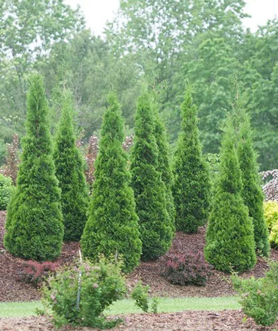 Several North Pole Arborvitae planted in a landscape, narrow pyramidal growing evergreen with soft green foliage