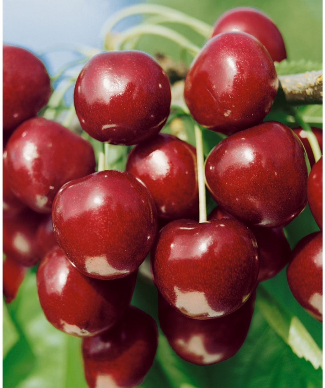 North Star Sour Cherry closeup of deep red cherries hanging on branch
