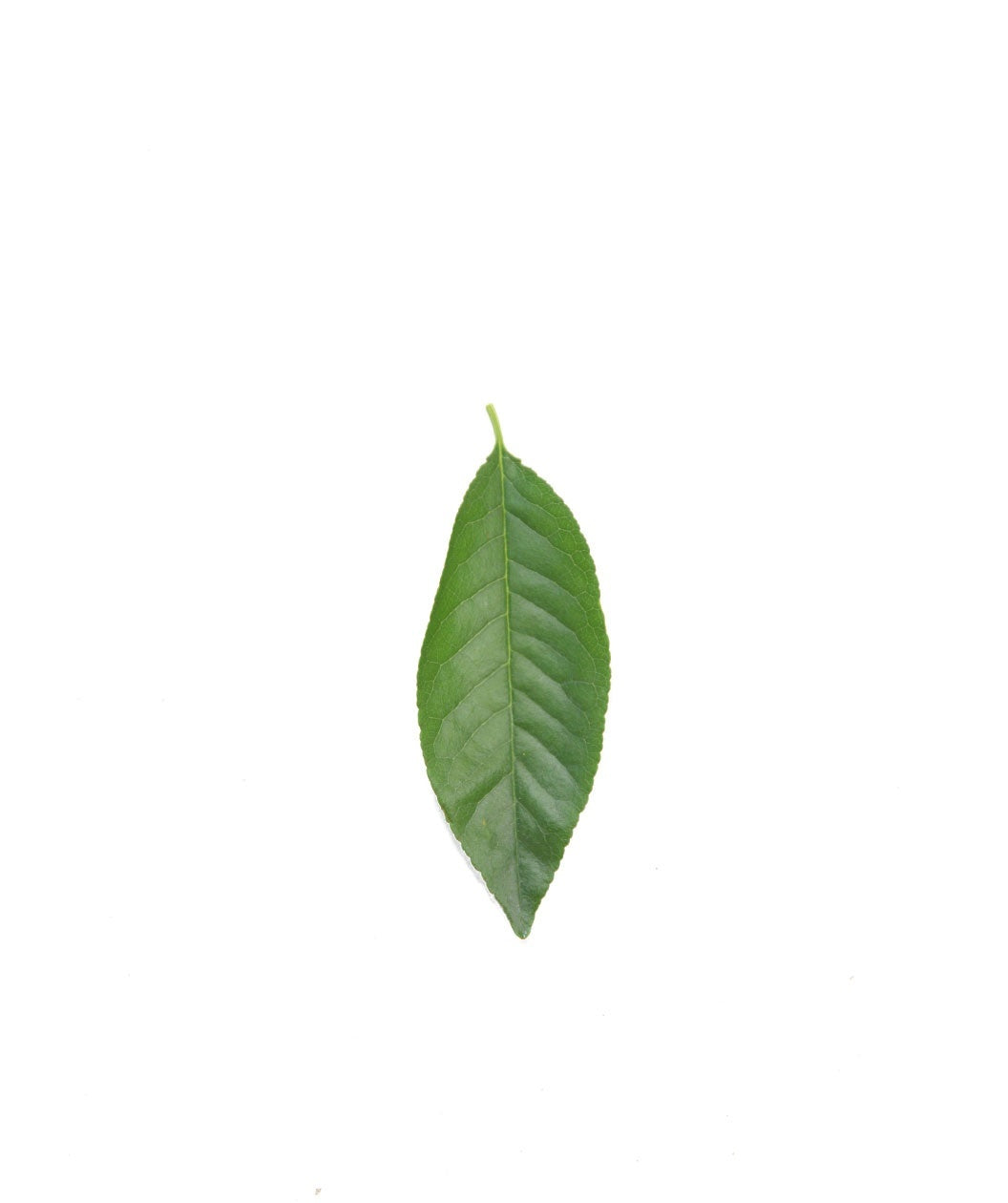 North Star Sour Cherry closeup of pointed dark green leaf on a white back ground