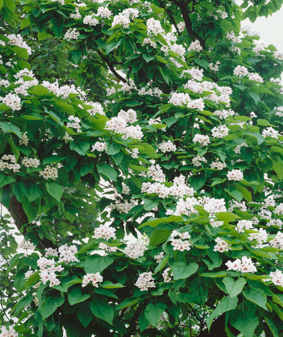 A close up of the Northern Catalpa Tree in full leaf and flower - covered in green, heart shaped foliage and bright white puffs of flowers