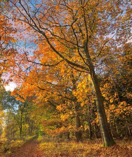 The Native Northern Red Oak planted along a wooded pathway showing of the bright red to yellow fall color