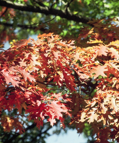 A close up of the Native Northern Red Oak's bright red to orange fall leaf color
