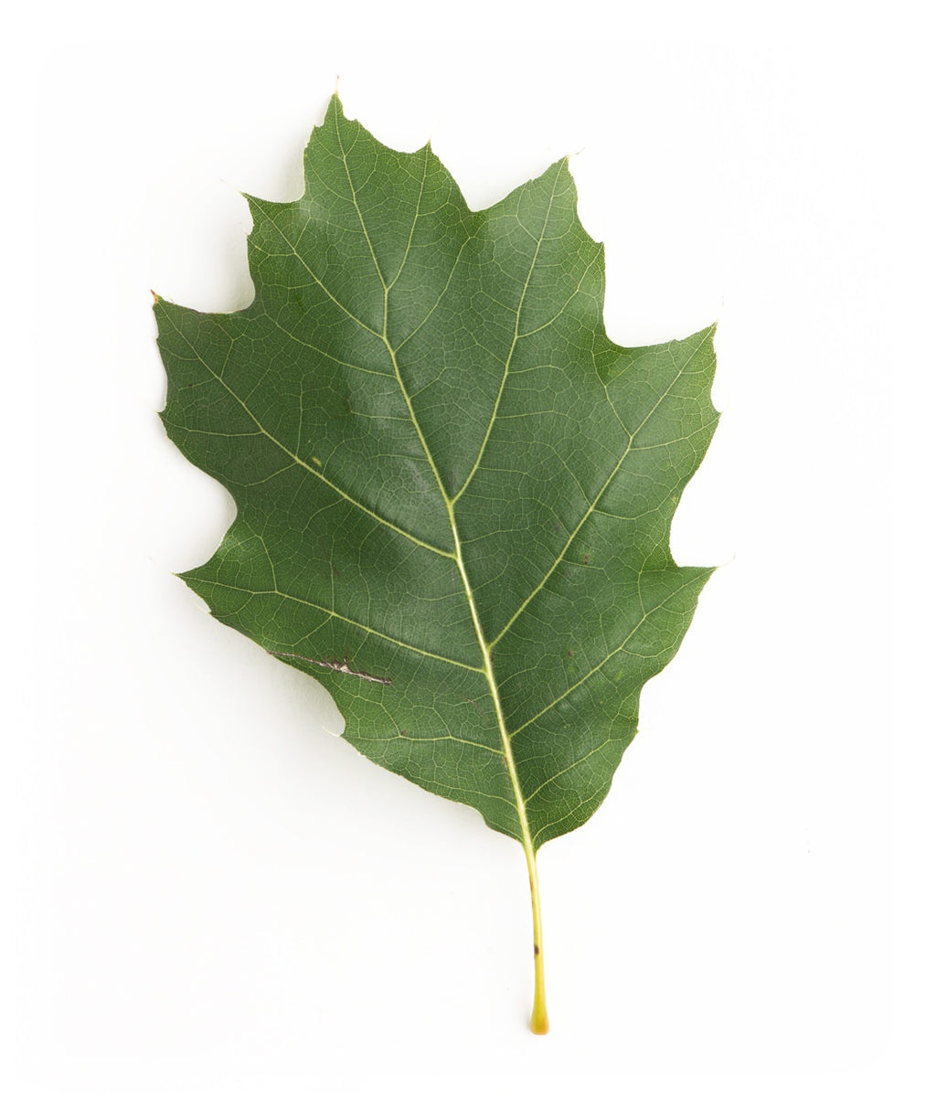 A close up of a single deep green leaf of the Native Northern Red Oak on a white background
