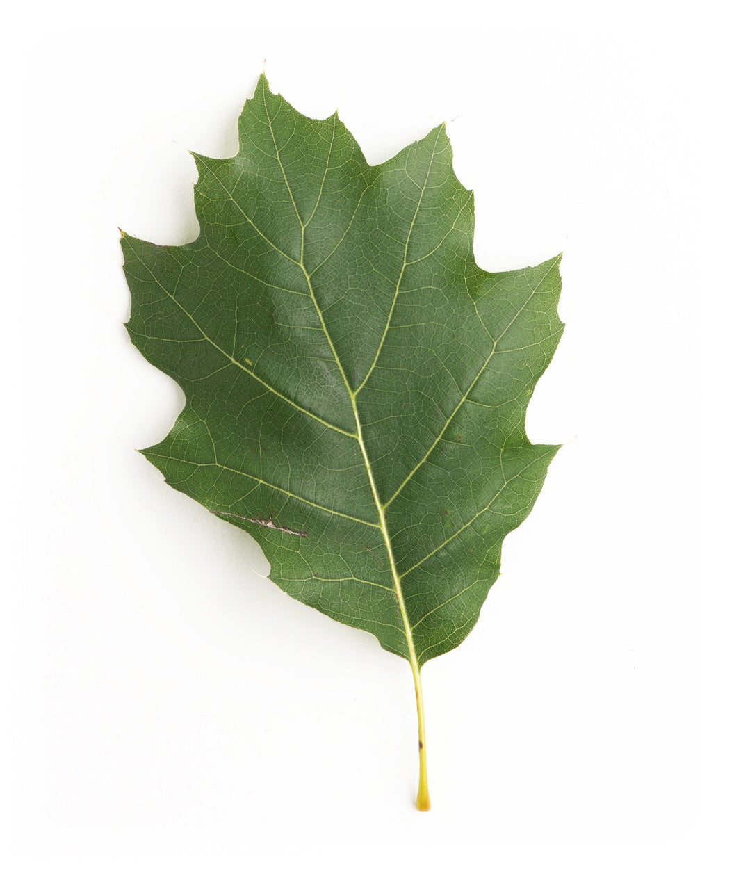 A close up of a single deep green leaf of the Native Northern Red Oak on a white background