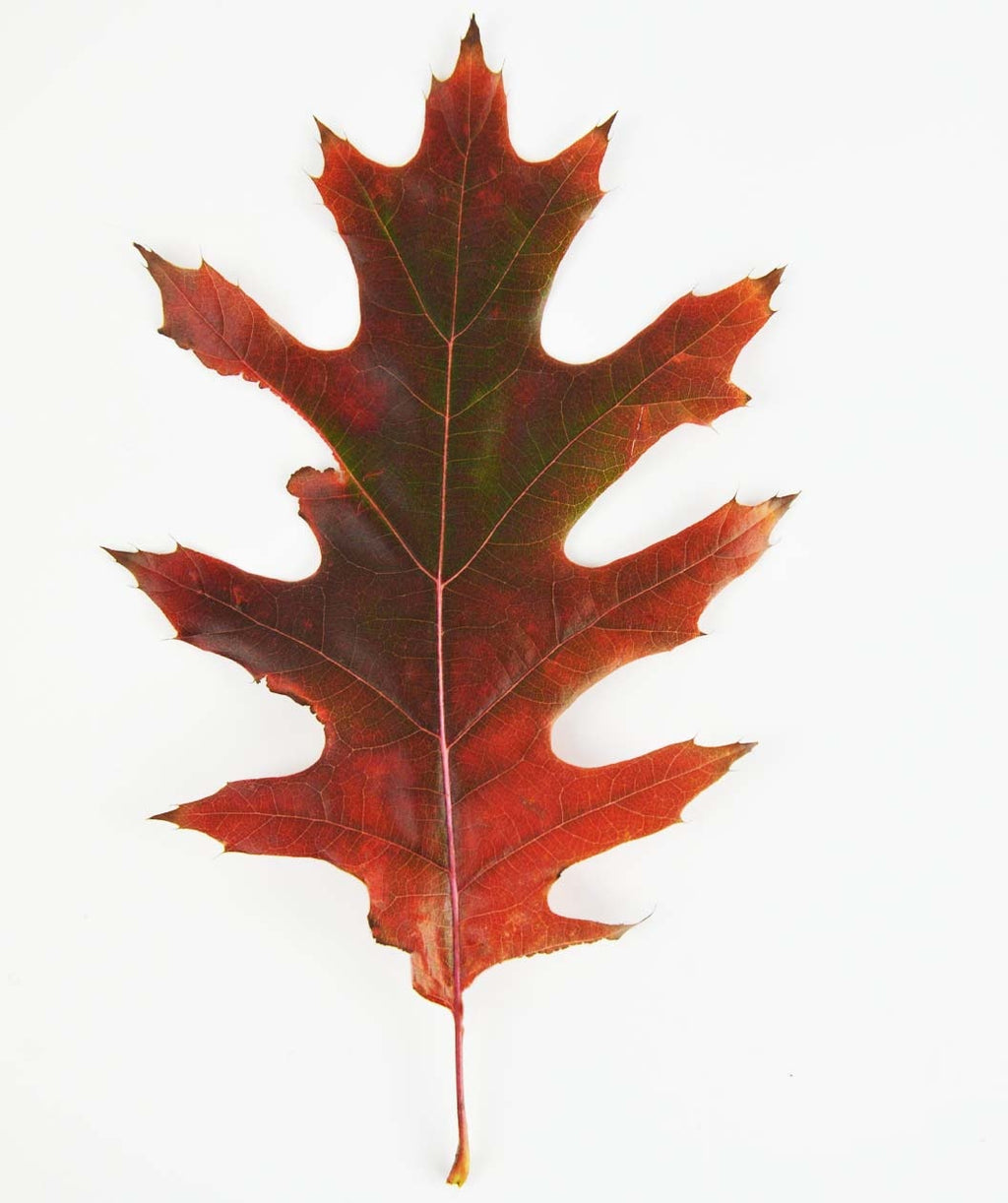 A close up of a single bright red fall leaf of the Native Northern Red Oak on a white background