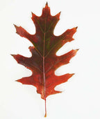 A close up of a single bright red fall leaf of the Native Northern Red Oak on a white background