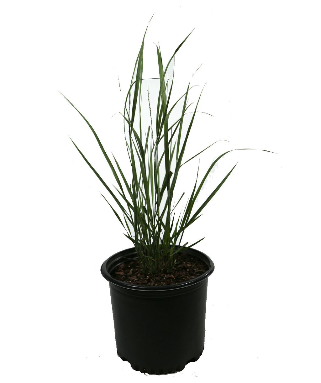 Northwind Switchgrass product shot on white, long green grass like foliage emerging from a nursery pot