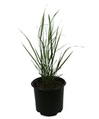 Northwind Switchgrass product shot on white, long green grass like foliage emerging from a nursery pot