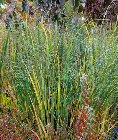 Northwind Switchgrass planted in a landscape, long yellow to green grass like foliage with shoots of gray-green colored wispy seeds