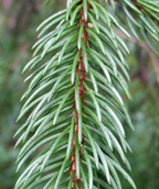 A close up of the greenish-white needs on a brown stem of the Norway Spruce