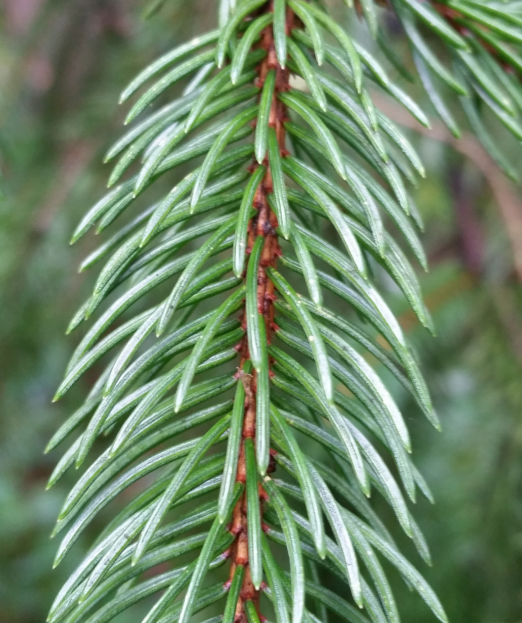 A close up of the greenish-white needs on a brown stem of the Norway Spruce