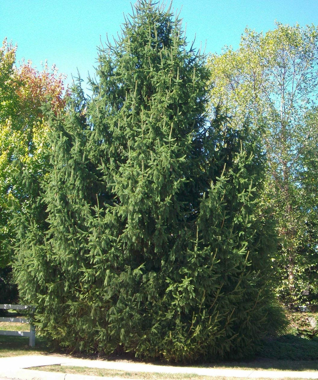 Large Norway Spruce planted in a landscape covered it the fresh green needles