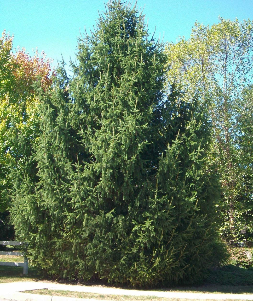 Large Norway Spruce planted in a landscape covered it the fresh green needles