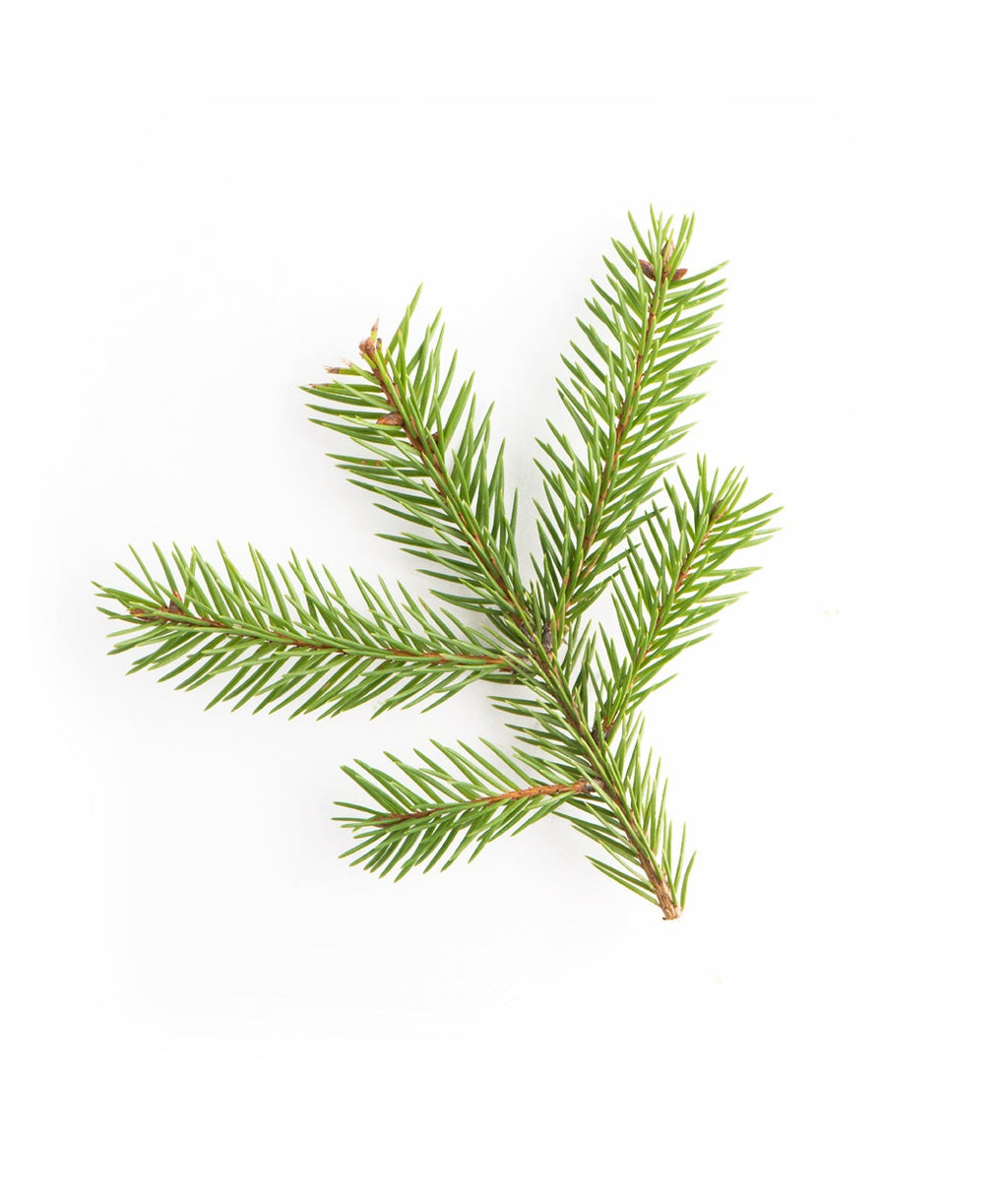 Norway Spruce evergreen foliage on white