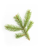 Norway Spruce evergreen foliage on white