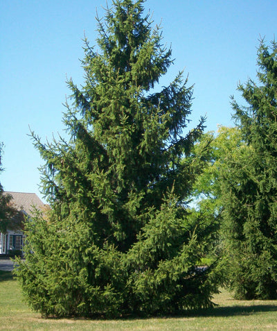 Large Norway Spruce planted in a landscape covered it the fresh green needles