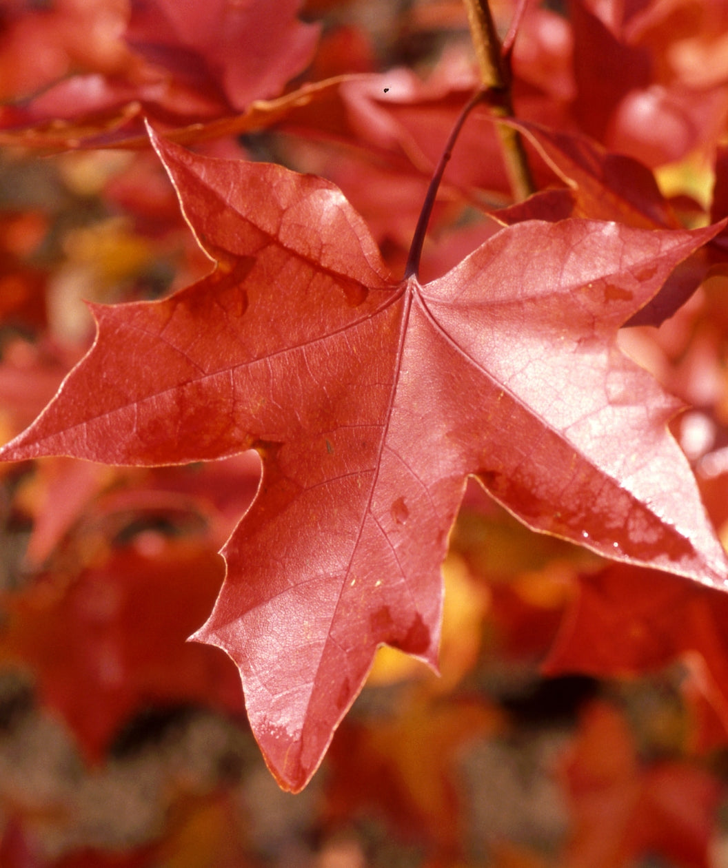 Norwegian Sunset Maple fall color leaf, pointed lobed leaf that resembles a star that is red-orange with fall color
