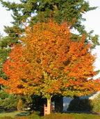 Norwegian Sunset Maple planted in a fall landscape, round growing habitat covered in green and orange colored leaves