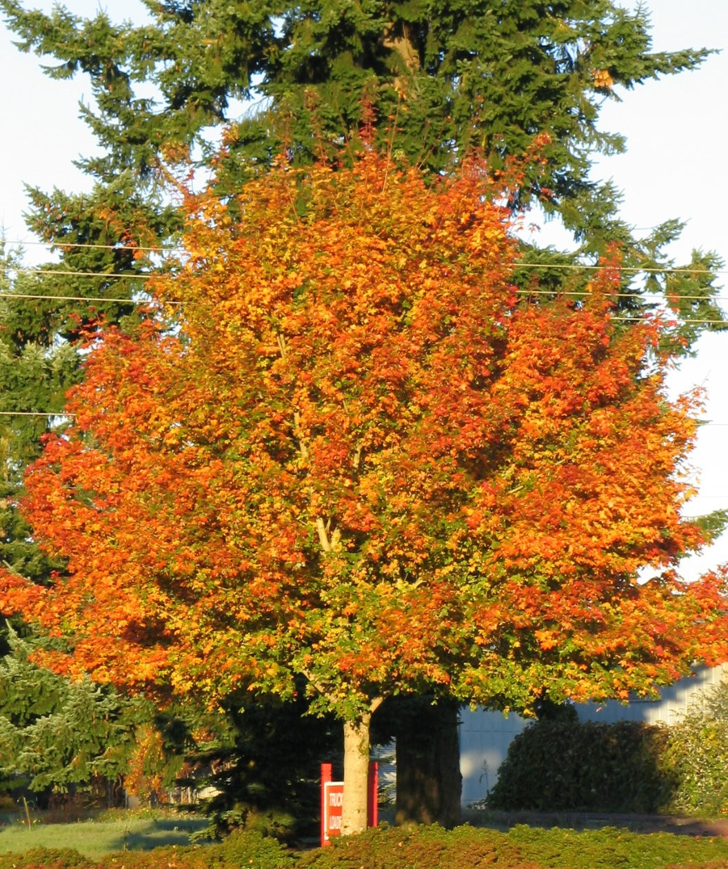Norwegian Sunset Maple planted in a fall landscape, round growing habitat covered in green and orange colored leaves