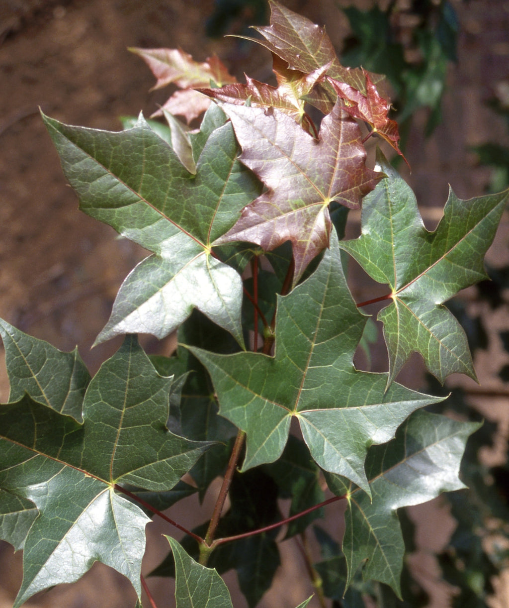 Close up of Norwegian Sunset Maple foliage, lobed leaves closely resembling a star that are dark green in color with red new growth