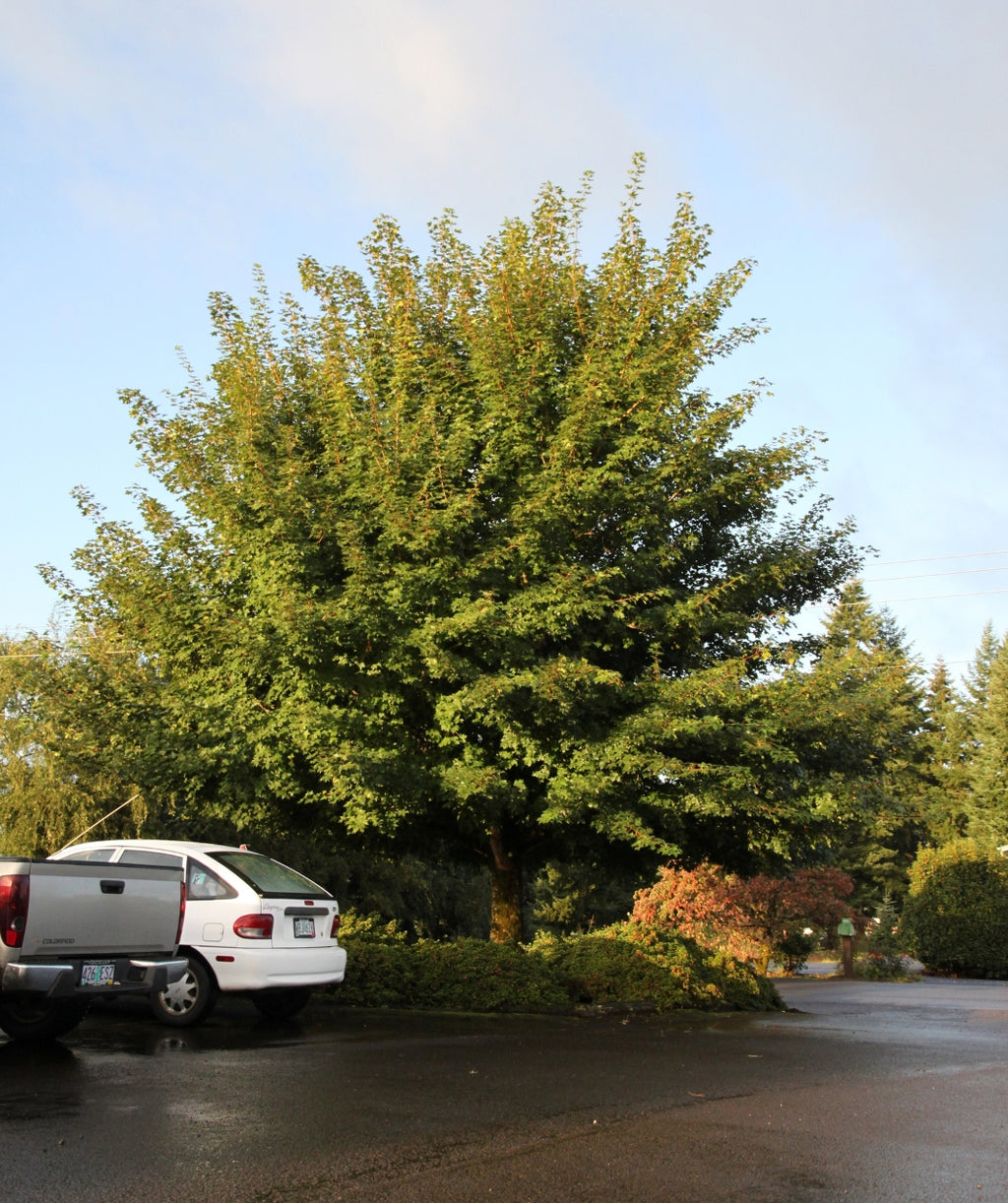 Norwegian Sunset Maple planted in a landscape, rounded growing habitat covered in dark green leaves