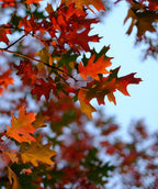 Nuttall Oak tree with red fall color