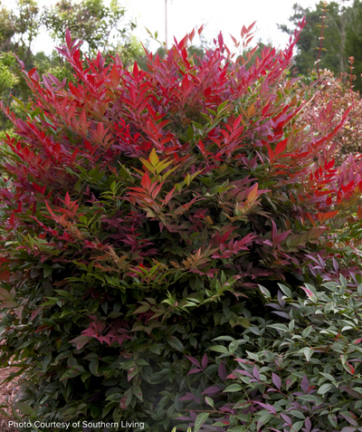 Obsession Heavenly Bamboo red foliage planted in landscape