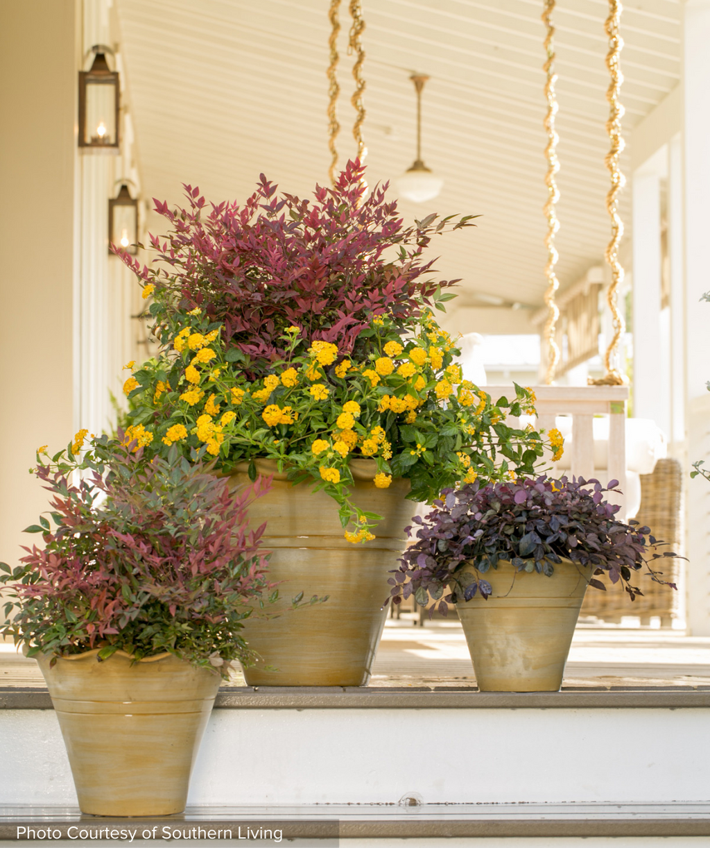 Obsession Heavenly Bamboo planted in pots on porch