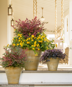 Obsession Heavenly Bamboo planted in pots on porch