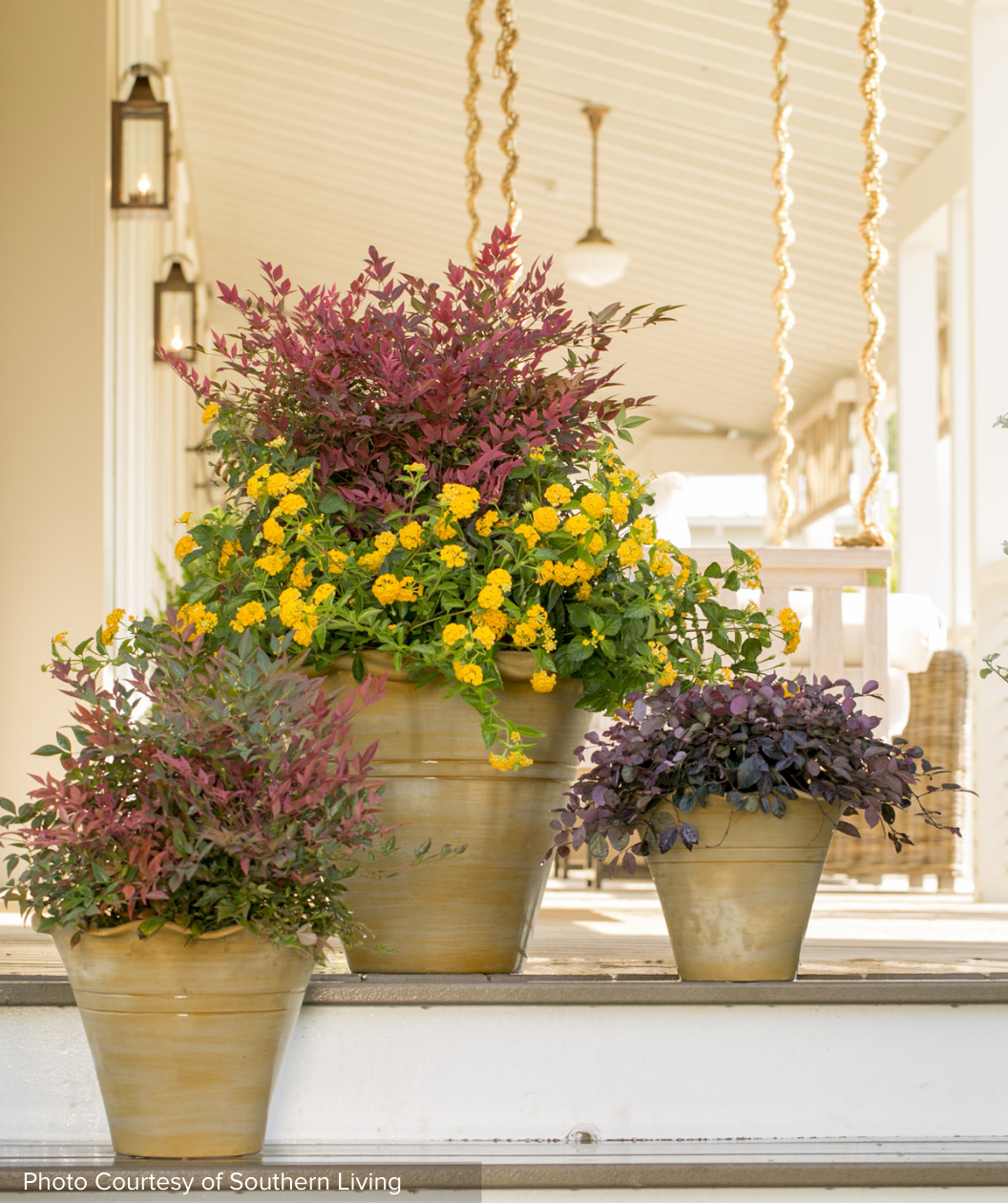 Obsession Heavenly Bamboo planted in pots on porch