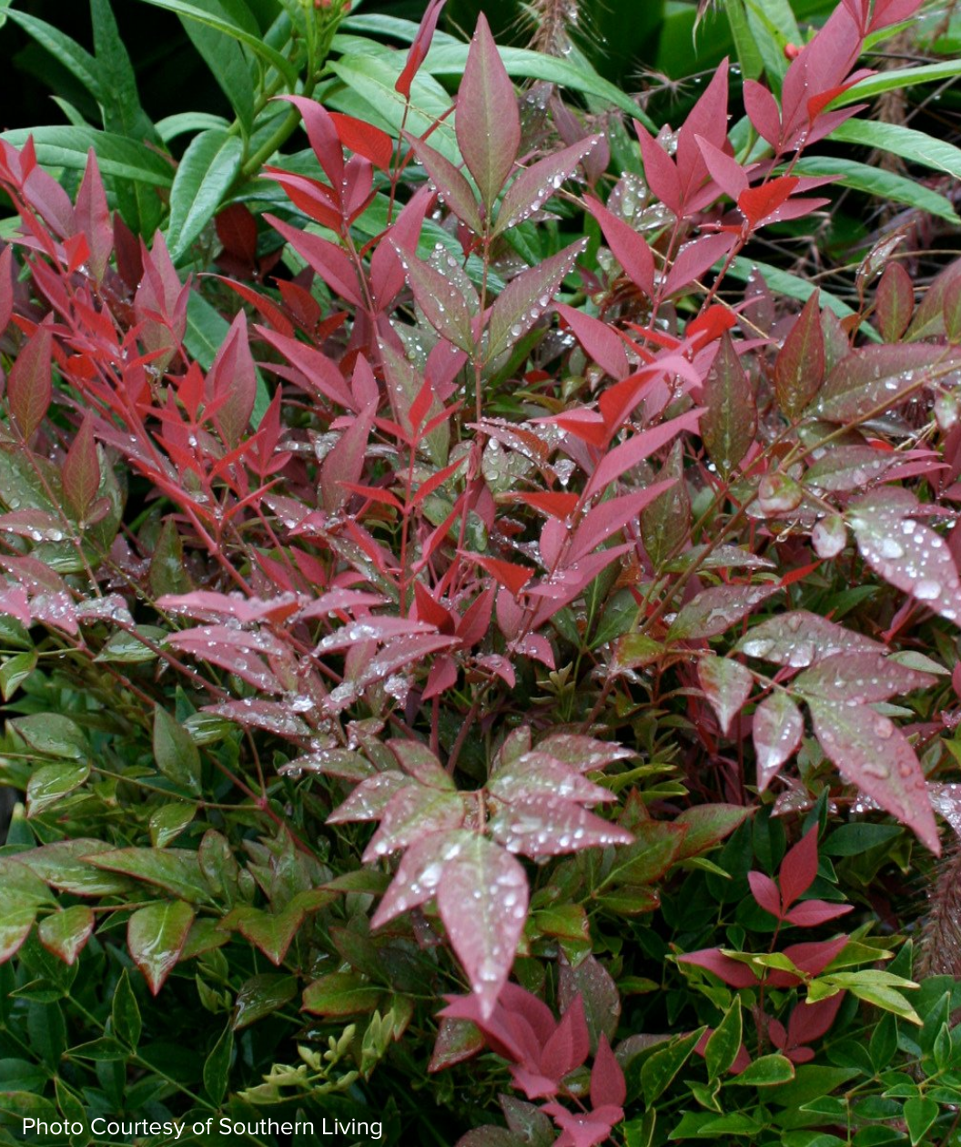 Obsession Heavenly Bamboo closeup of red foliage