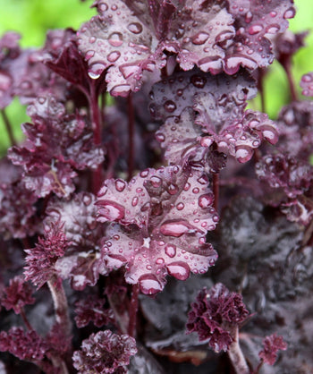 Close up of Obsidian Coral Bells foliage, uniquely shaped dark purple foliage covered in droplets of water