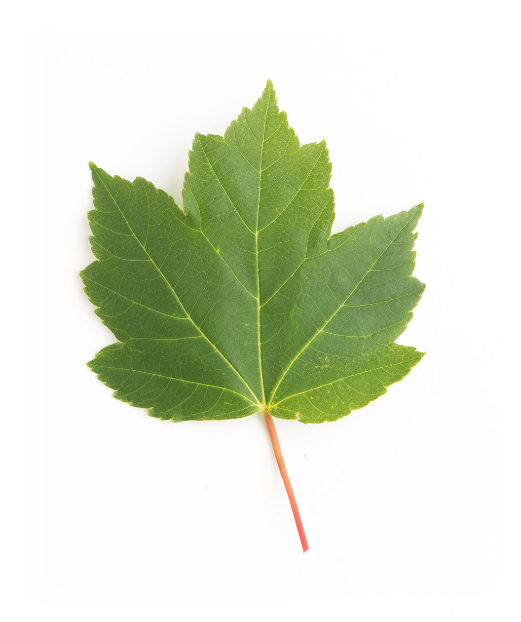 A singular October Glory Red Maple green leaf with a red stem