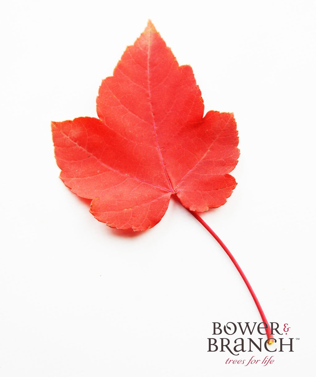 A singular October Glory Red Maple leaf in its brilliant red fall color