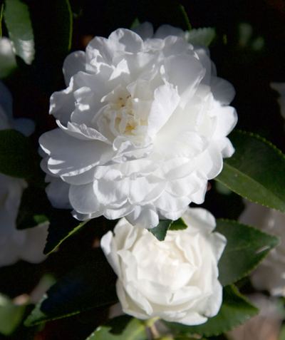 October Magic White Shi Shi Camellia closeup of white flowers