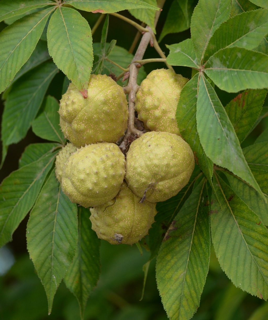 Close up of Ohio Buckeye branch with nuts, long dark green leaves with round yellow-green nuts