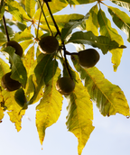 Close up of Ohio Buckeye branch with nuts, long yellow-green leaves with round yellow-green nuts