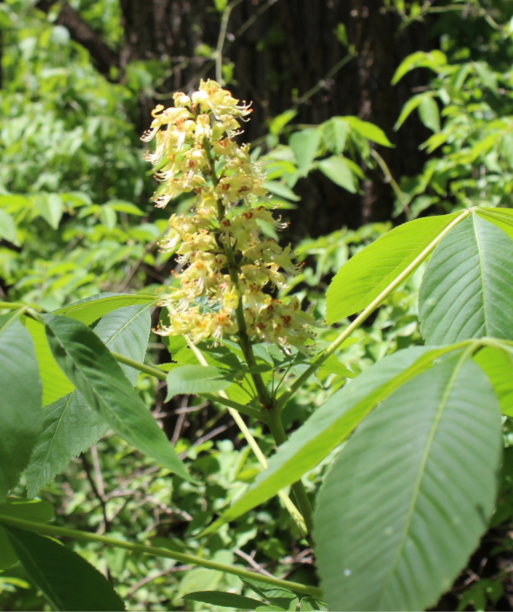Close up of Ohio Buckeye, yellow-green almost pyramidal shaped flower cluster with glossy dark green leaves