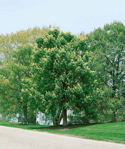 Ohio Buckeye planted in a landscape, large well branched tree with dark green leaves and yellow-green almost pyramidal shaped flower clusters, planted with other shade trees