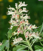 Close up of Ohio Buckeye, yellow-green almost pyramidal shaped flower cluster with glossy dark green leaves