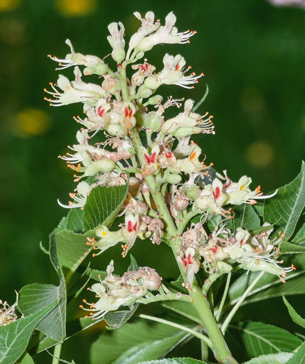 Close up of Ohio Buckeye, yellow-green almost pyramidal shaped flower cluster with glossy dark green leaves